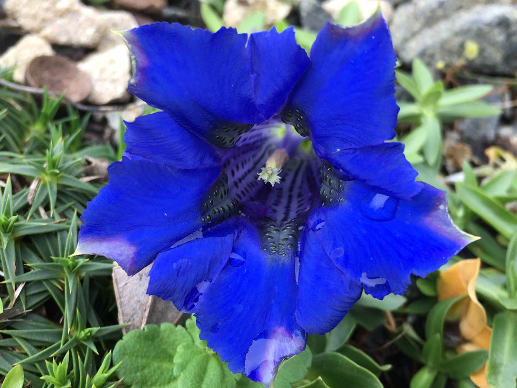 Gentiana acaulis
